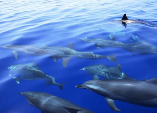 БУХТА ДЕЛЬФИНОВ