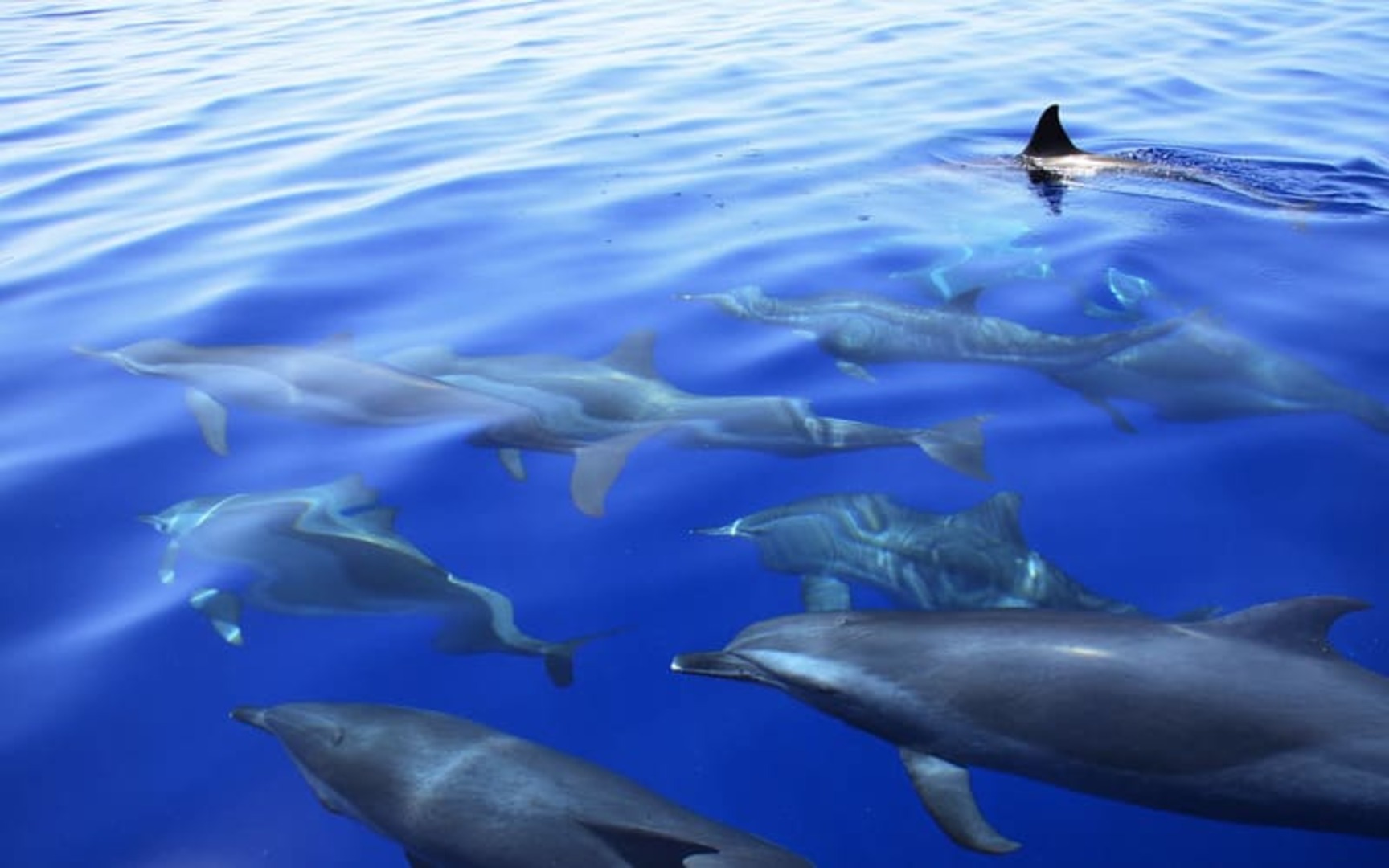 БУХТА ДЕЛЬФИНОВ