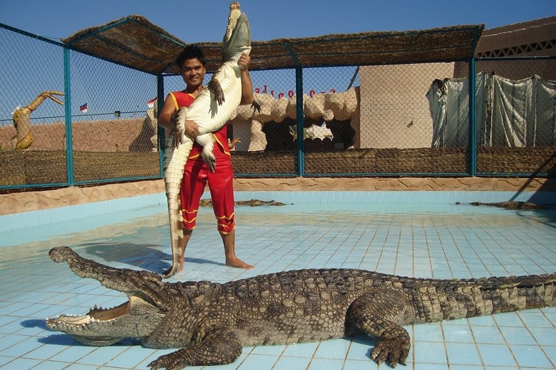 ШОУ КРОКОДИЛОВ И ЗМЕЙ