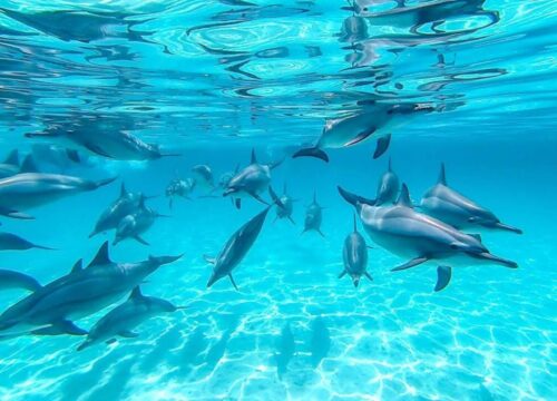 ДОМ ДЕЛЬФИНОВ НА РИФЕ САТАЙЯ (можно с дайвингом)